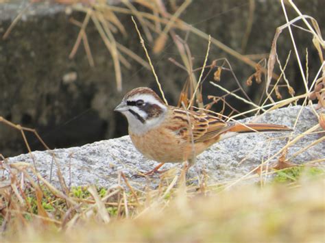 庭 鳥|庭に来る鳥の名前を調べる